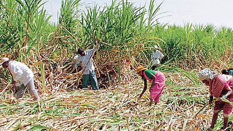 Sugarcane