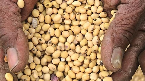 Soybean Rate