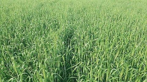 Agriculture Weather