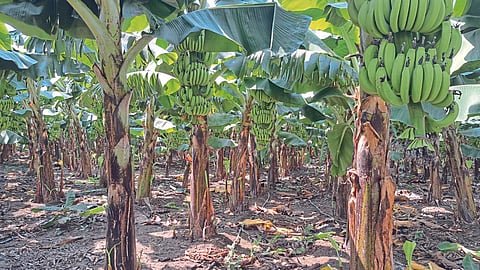 Banana