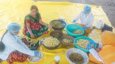 Food Processing