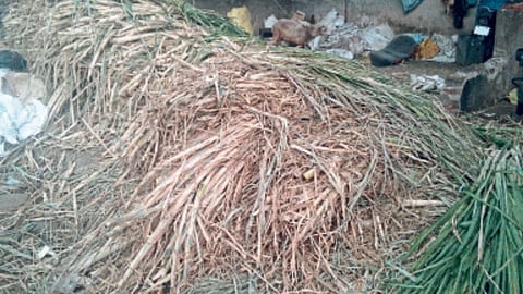 Sugarcane Fodder