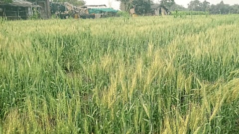 Wheat