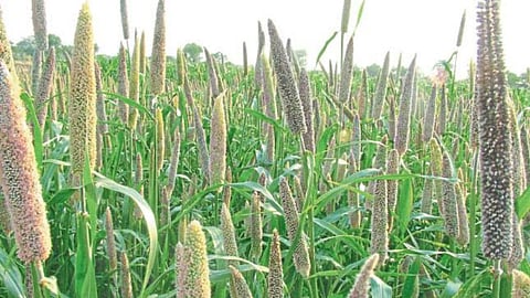 Millet Farm