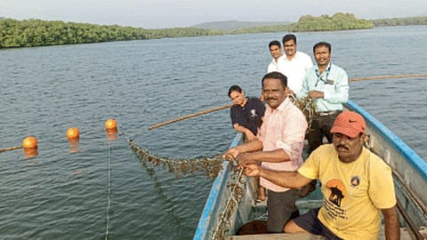 Seaweed Farming Project