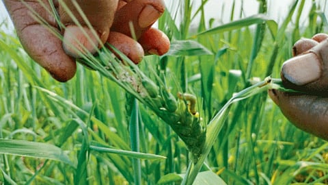 Crop Disease