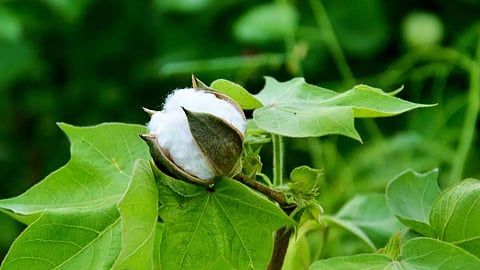 Cotton