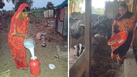 Dairy Business
