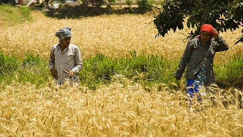 Rabi Sowing