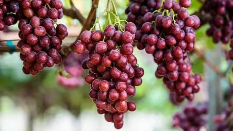 Arra Grape
