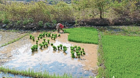 Paddy Farming