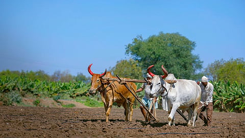 Rabi Sowing