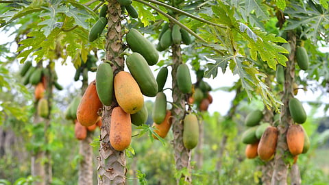Papaya Market