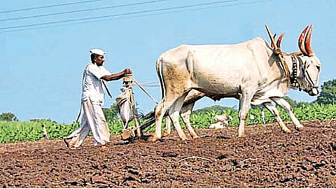 Rabi Season