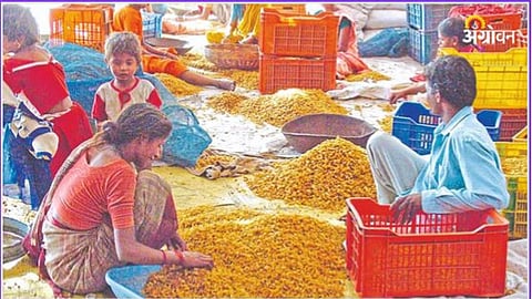 Sangli Bedena Market