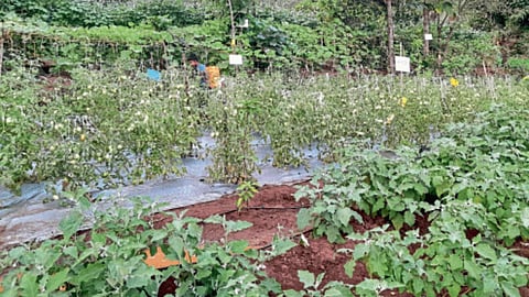 Parasbaug