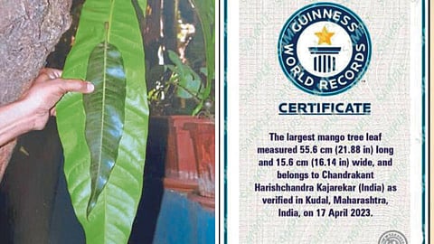 Longest Hapus Leaf