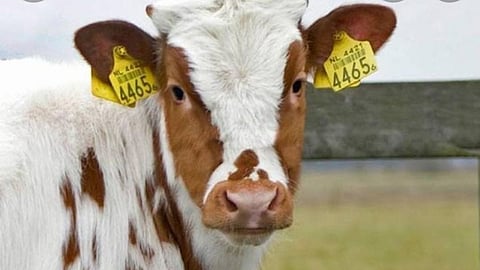 Animal Ear Tagging