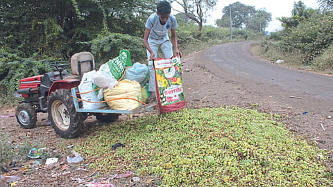 Grape Disease