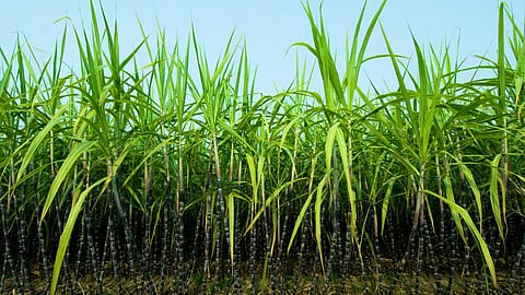 Sugarcane