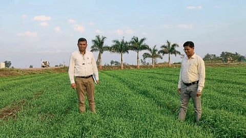 Rabi Season