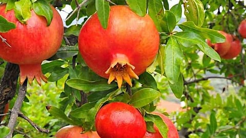 Pomegranates