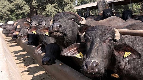 Buffalo