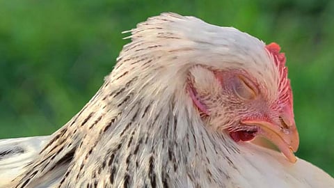Chicken Foul Cholera