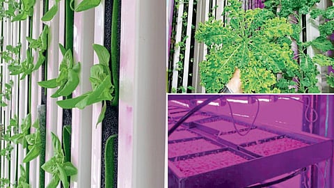 Vegetable Production