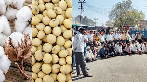 Cotton Soybean News