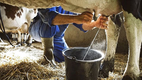 Milk MSP