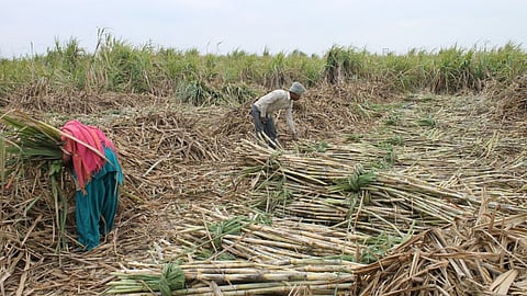 Kolhapur Sugarcane