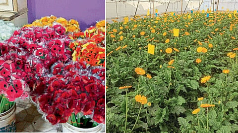 Flower Farming