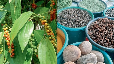 Spices