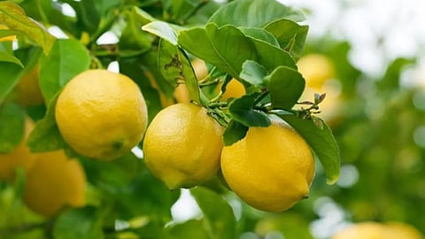 Lemon Rate Hike