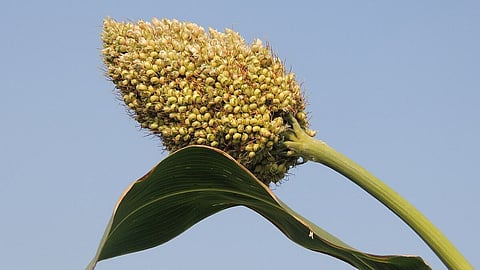Jowar
