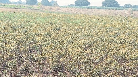 Kardai Crop