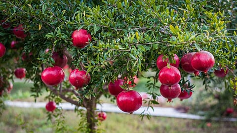 Pomegranate Rate