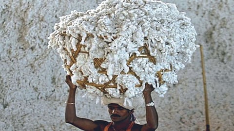 Cotton Production