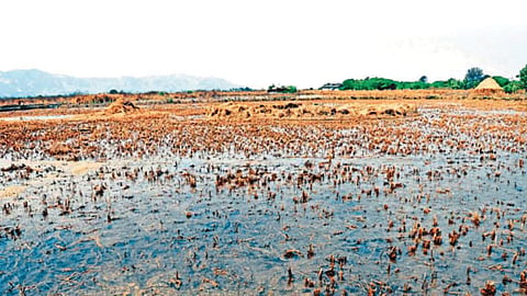 Agriculture Barren