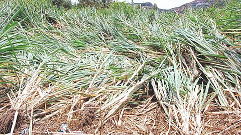 Crop Damage : गारपिटीचा तेरा हजार
हेक्टर क्षेत्राला तडाखा