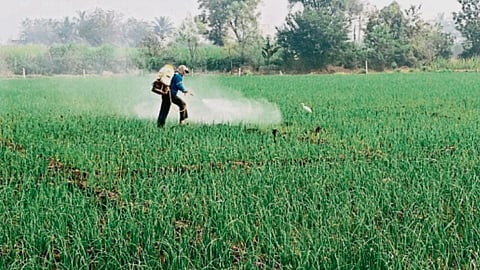 Onion Farming