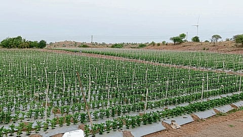 Vegetable Farm