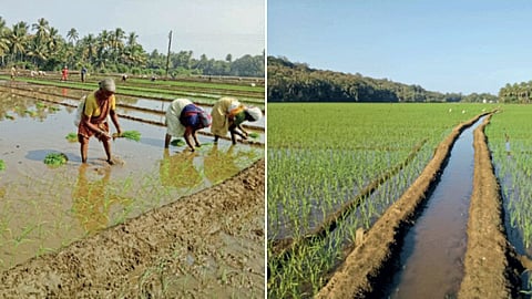 Rice Cultivation