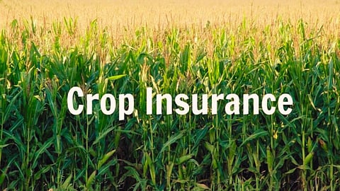 Crop Insurance
