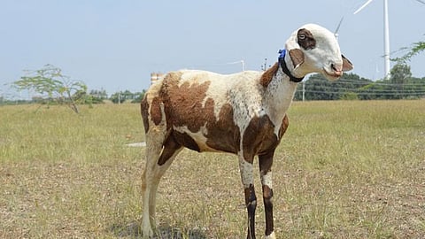 Madgyal Sheep