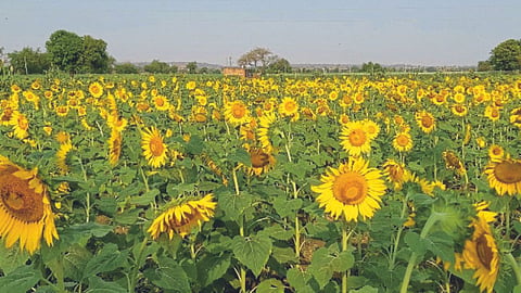 Oilseed