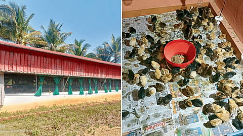 Poultry Business