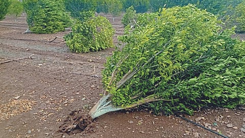Crop Damage