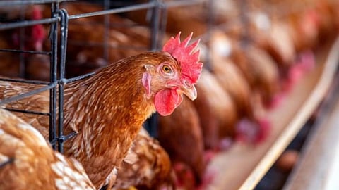 Poultry